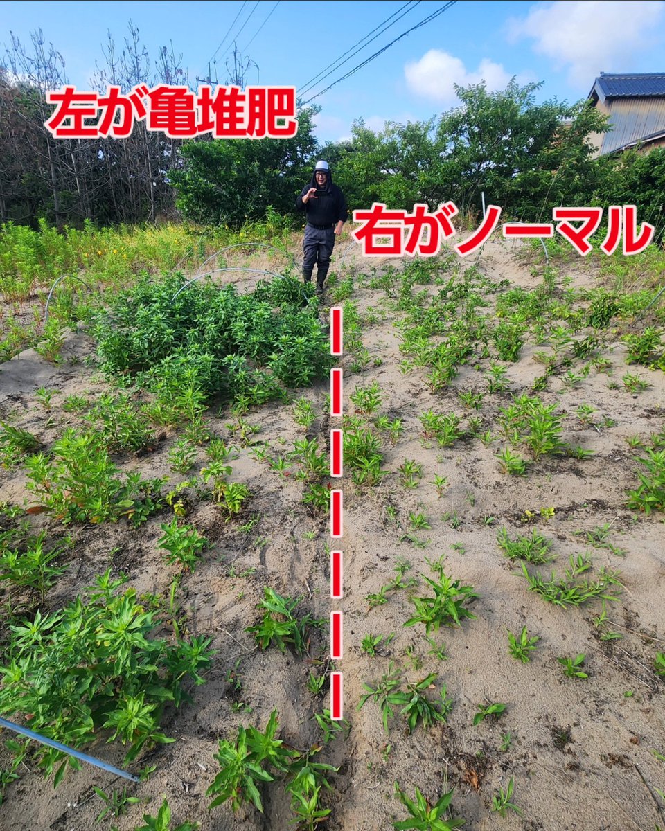 tomoniine's tweet image. 耕作放棄地でも！
亀堆肥は凄まじいです。
雨がほとんど降らなくでも
かなりの差がでました。