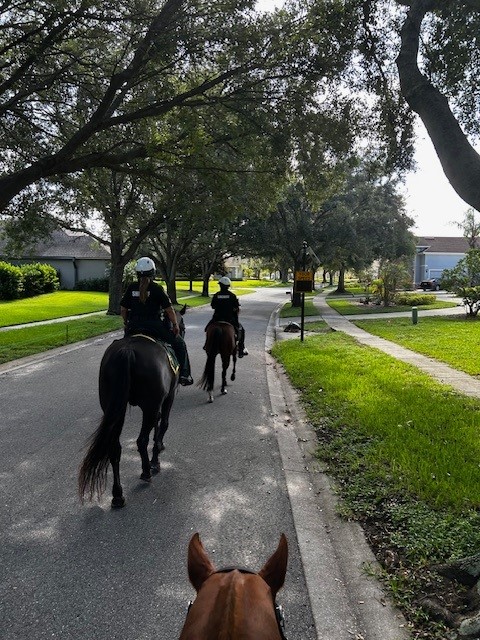 OrangeCoSheriff's tweet image. OCSO's Mounted Unit had a great time on Wednesday 🐴 engaging with the community during a neighborhood patrol in West Orange County! 👮♀️🤝 It’s always a pleasure connecting with residents and spreading positivity along the way. 💙🏡
#CommunityPolicing #MountedUnit…