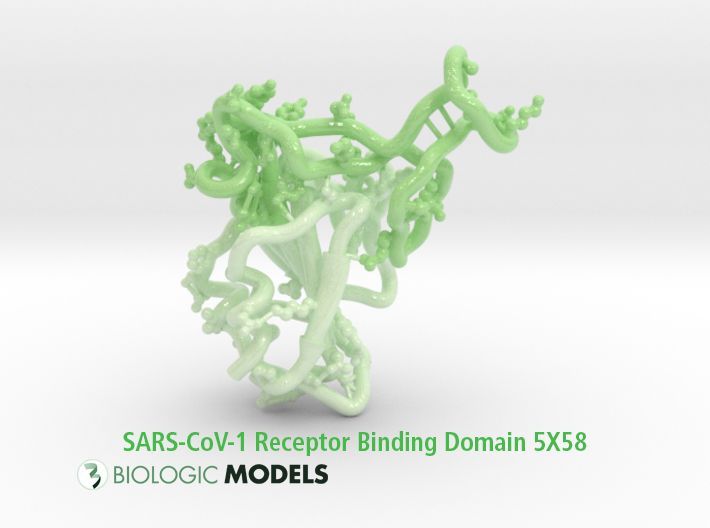 BiologicModels's tweet image. As part of our SARS-CoV2 Receptor Binding Domain RBD series, this is a #3Dprint of the SARS-CoV1 RBD and used to compare against SARS-Cov2, RATG13, and the Pangolin Virus RBD Ribbon models for insights about the origins of the novel 2019 Coronavirus. 
buff.ly/f2csikg