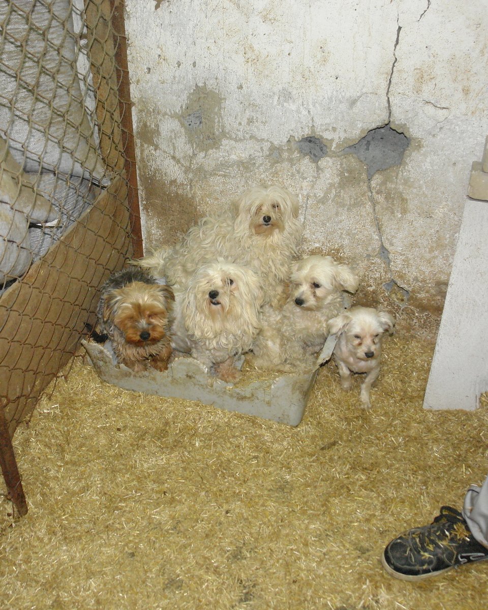 FOUR PAWS International (@fourpawsint) on Twitter photo 🐾 The future of animal welfare in the EU is in your hands. Don’t let it slip <a href="/Europarl_EN/">European Parliament</a>, <a href="/salv_de_meo/">Salvatore De Meo</a>, <a href="/DarioNardella/">Dario Nardella</a>, <a href="/MichalWiezik/">Michal Wiezik MEP</a>, Tilly Metz, <a href="/anjahazekamp/">Anja Hazekamp</a>, Manuela Ripa, <a href="/veronikavrecion/">Veronika Vrecionová</a>, <a href="/EUCouncil/">EU Council</a>, <a href="/eu2025dk/">Danish Presidency of the Council of the EU 2025</a>, <a href="/EU_Commission/">European Commission</a> 🐾 The future of animal welfare in the EU is in your hands. Don’t let it slip <a href="/Europarl_EN/">European Parliament</a>, <a href="/salv_de_meo/">Salvatore De Meo</a>, <a href="/DarioNardella/">Dario Nardella</a>, <a href="/MichalWiezik/">Michal Wiezik MEP</a>, Tilly Metz, <a href="/anjahazekamp/">Anja Hazekamp</a>, Manuela Ripa, <a href="/veronikavrecion/">Veronika Vrecionová</a>, <a href="/EUCouncil/">EU Council</a>, <a href="/eu2025dk/">Danish Presidency of the Council of the EU 2025</a>, <a href="/EU_Commission/">European Commission</a>