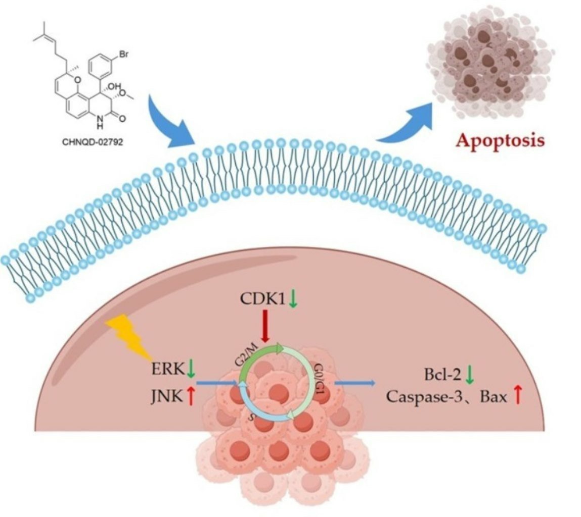 Marine_Drugs's tweet photo. The authors identified that CHNQD-02792, a marine-derived #yaequinolone derivative, exhibits #antitumor activity, and investigated the mechanisms in HT-29 cells.
🔓Full-text: https://t.co/HXMqq7YIcD
#colorectalcancer #apoptosis #MAPK https://t.co/5hvGNKMn4u