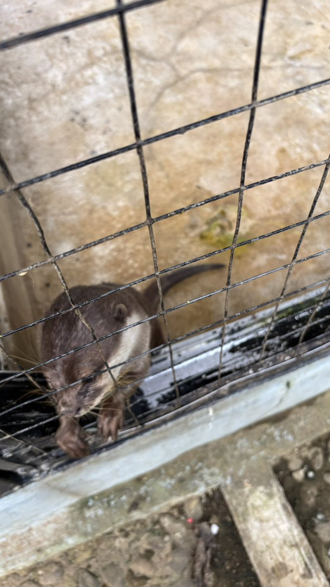quirkbyte's tweet image. HELP! ada tmpt wisata melihara otter tapi dikasih makannya bakso ikan 😡 
pupnya aja ijo dan mencret gini nih. kemana ngelaporinnya ya?????