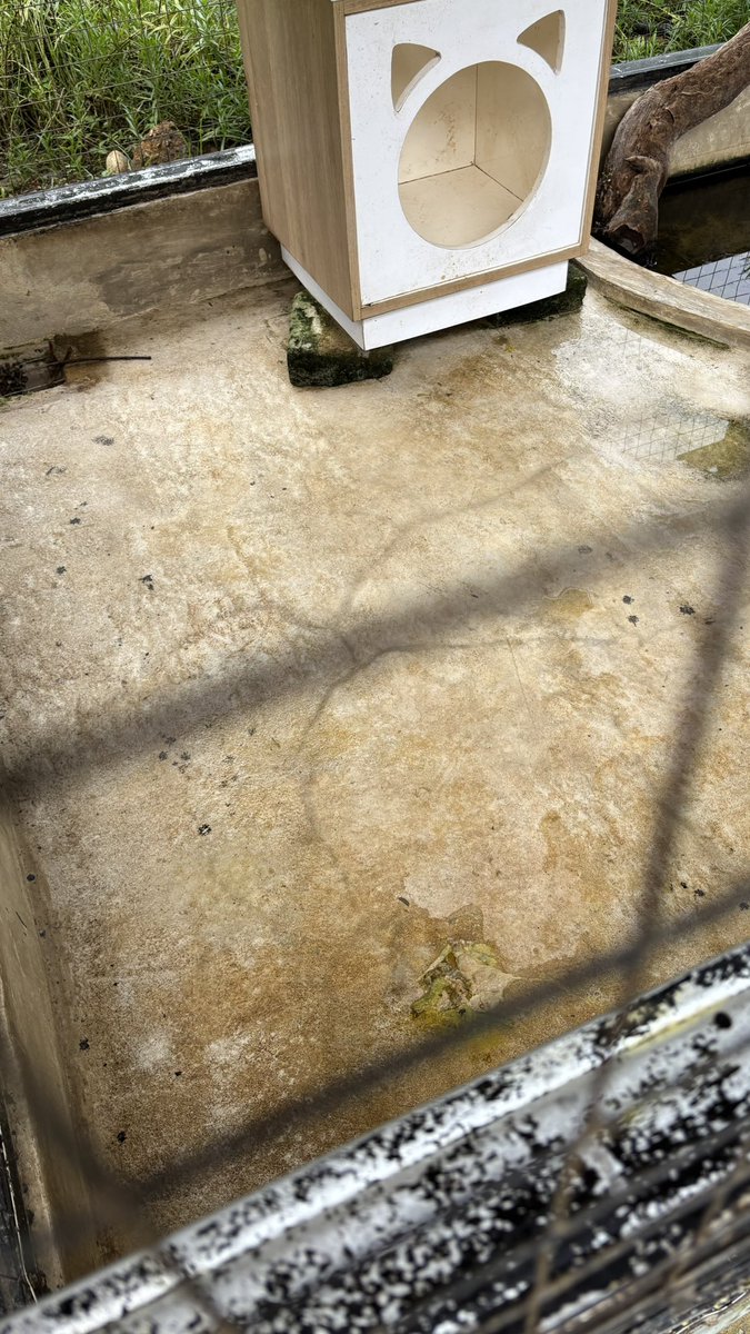 quirkbyte's tweet image. HELP! ada tmpt wisata melihara otter tapi dikasih makannya bakso ikan 😡 
pupnya aja ijo dan mencret gini nih. kemana ngelaporinnya ya?????