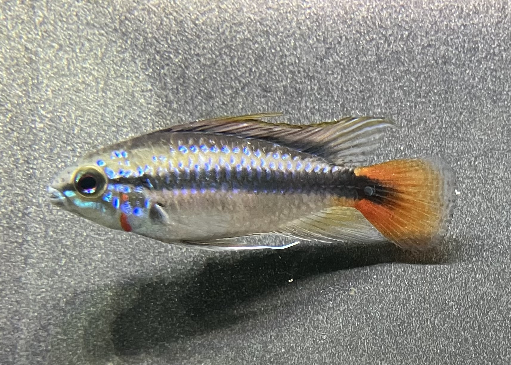 熱帯魚様 Amazon | （熱帯魚）ベタ・ダブルテール 色指定なし（オス）（1