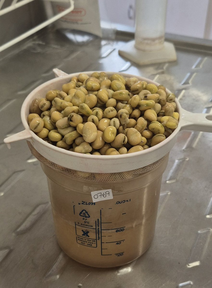 pgroresearch's tweet image. The PGRO crew gearing up to take the first of the Descriptive List pea trials - Essex today. Meanwhile, the first of the new crop farm saved bean seed samples for crop 2026, have arrived in our lab for nematode and germination testing