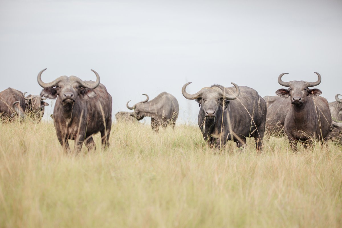 Kyangabi_Resort's tweet image. Big Plans Alert ๐จ
Your Independence Day Holiday needed a treat and we are serving. A weekend getaway out of Kampala, in the game park exploring the beauty๐บ๐ฌ
Share with family and friends. Get ready!
Booking: kyangabicrater.com
#VisitKyangabi
#ExploreUganda