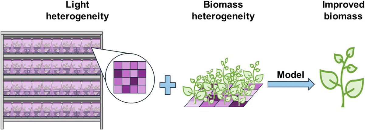 qpb_journal's tweet image. "The impact of light heterogeneity in controlled environment agriculture on biomass of microgreens"
By Claydon et al. @RegulatoryNet
👉cambridge.org/core/journals/…
Highlighted here by @UniOfYork 📰york.ac.uk/news-and-event…