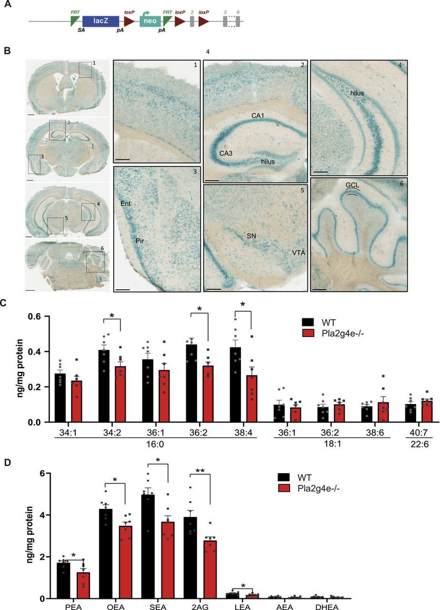 LSAjournal's tweet image. "Have you seen this paper that was recently published in LSA?
Loss of PLA2G4E compromises synaptic structure and cognitive outcomes in mice @Cima_unav hubs.ly/Q03wF0g40"