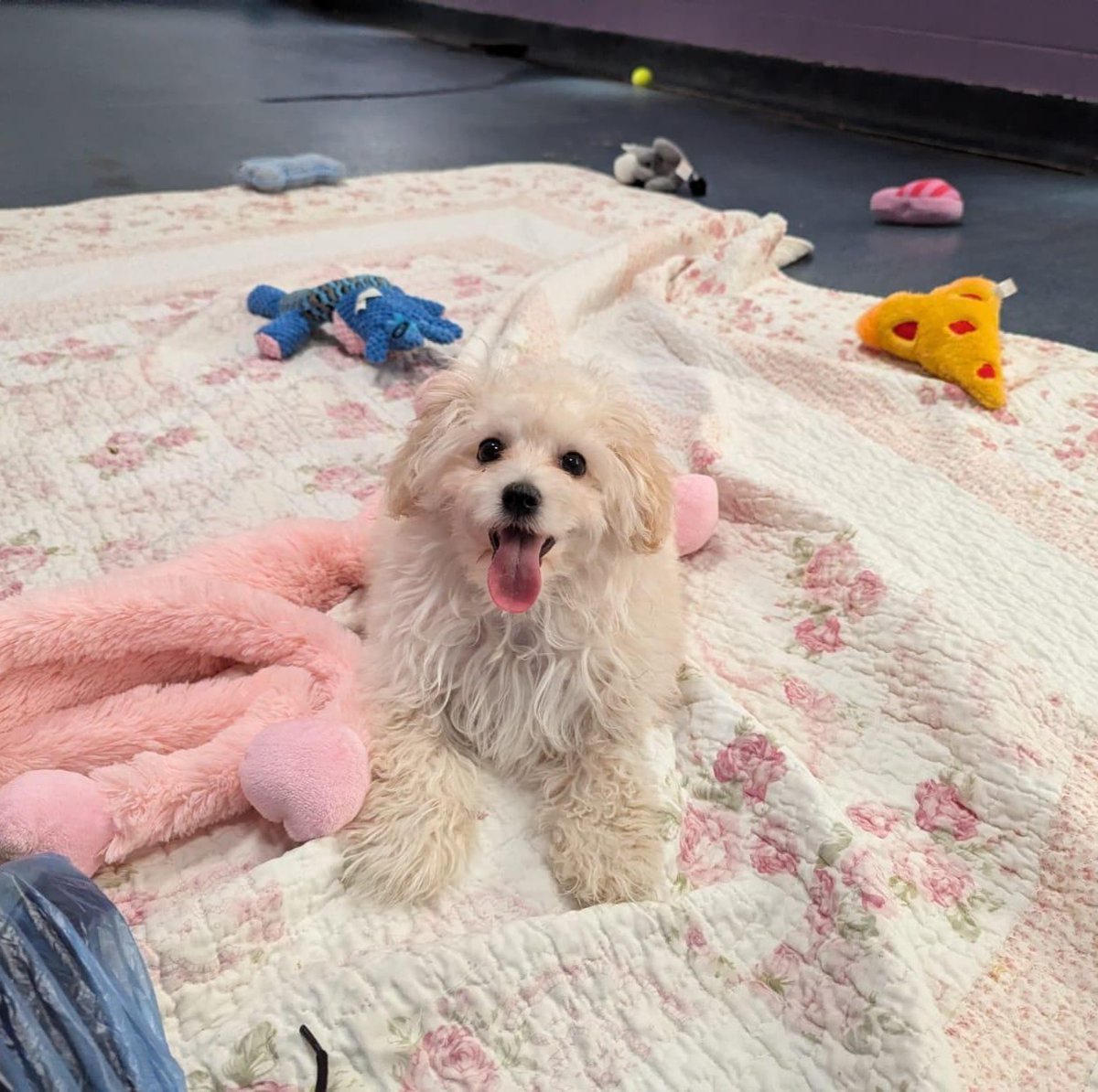 themayhew's tweet image. Stop scrolling to see a-dora-ble Dora jumping for joy at knowing she's ready to find her forever home! 🐶 At 3 months old, Dora is ready to bounce her way into someone's heart and home. 💜 themayhew.org/dogs/dora/.