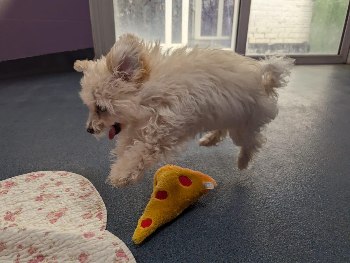 themayhew's tweet image. Stop scrolling to see a-dora-ble Dora jumping for joy at knowing she's ready to find her forever home! 🐶 At 3 months old, Dora is ready to bounce her way into someone's heart and home. 💜 themayhew.org/dogs/dora/.