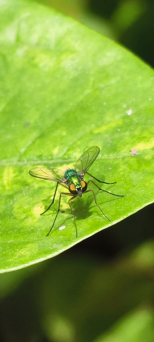 #माझाक्लिक 🪰
