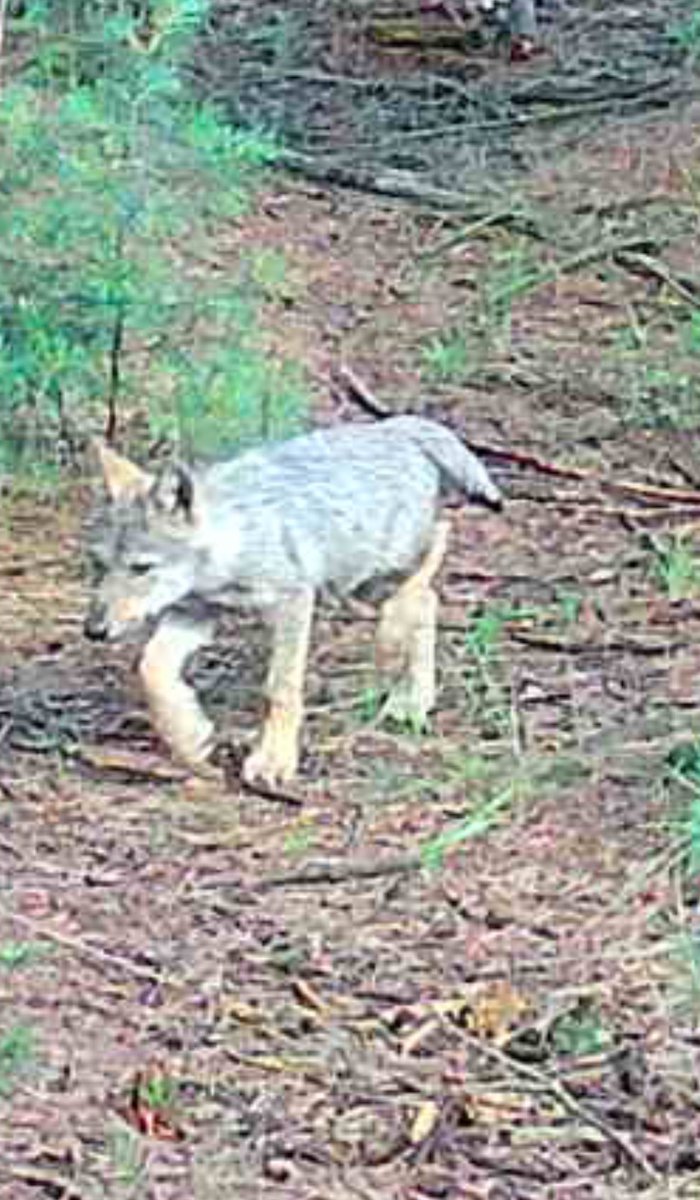 PostEgbert's tweet image. Wolf welpje in een van mijn territorium gebieden !