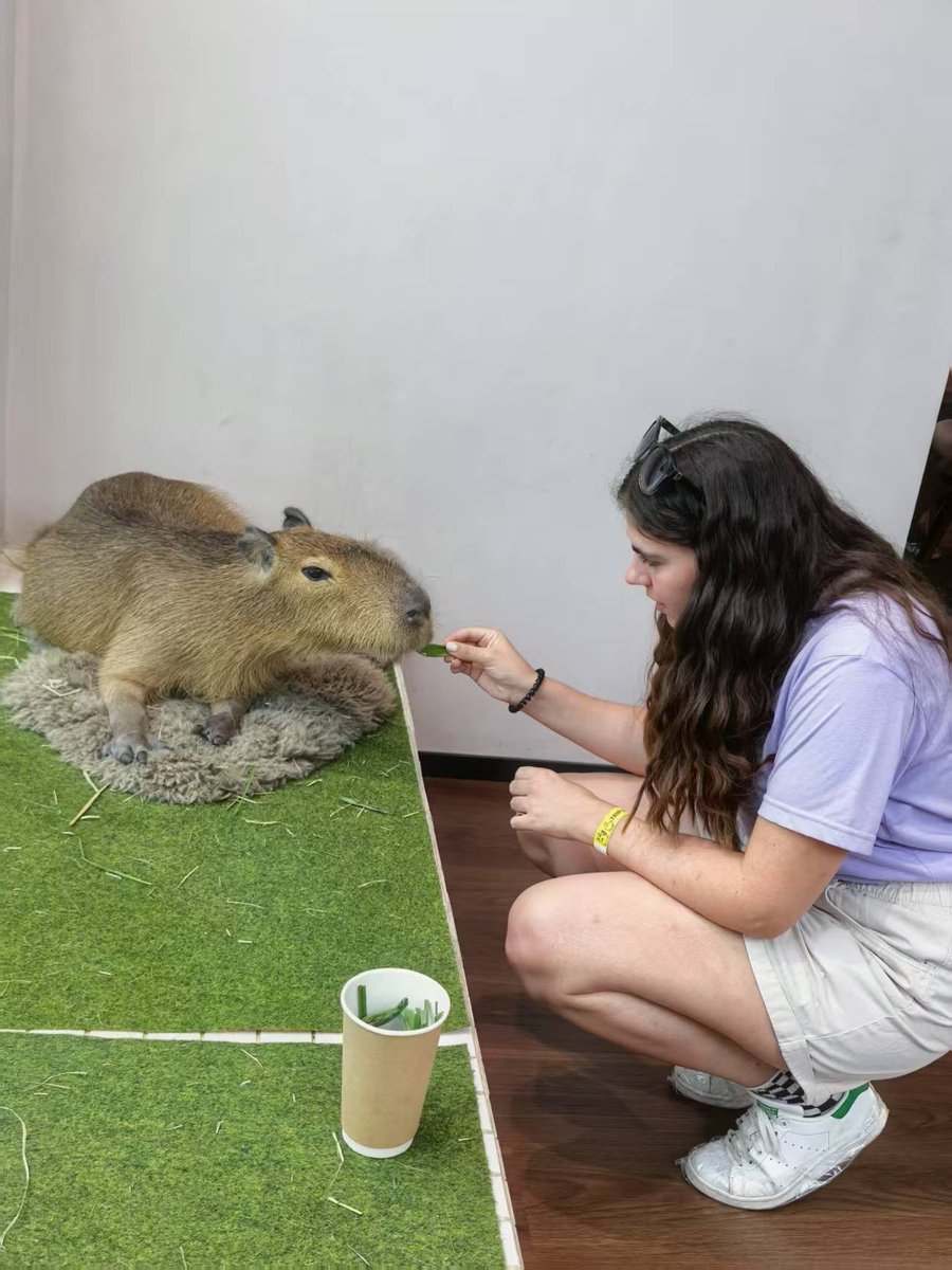 LTL Language School tweet media