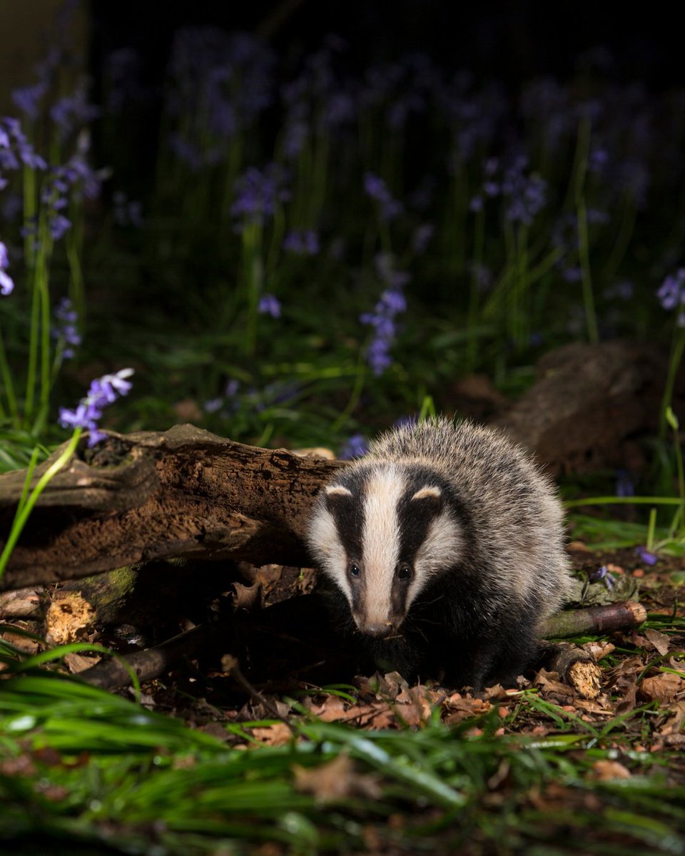 Tomson Consulting tweet media