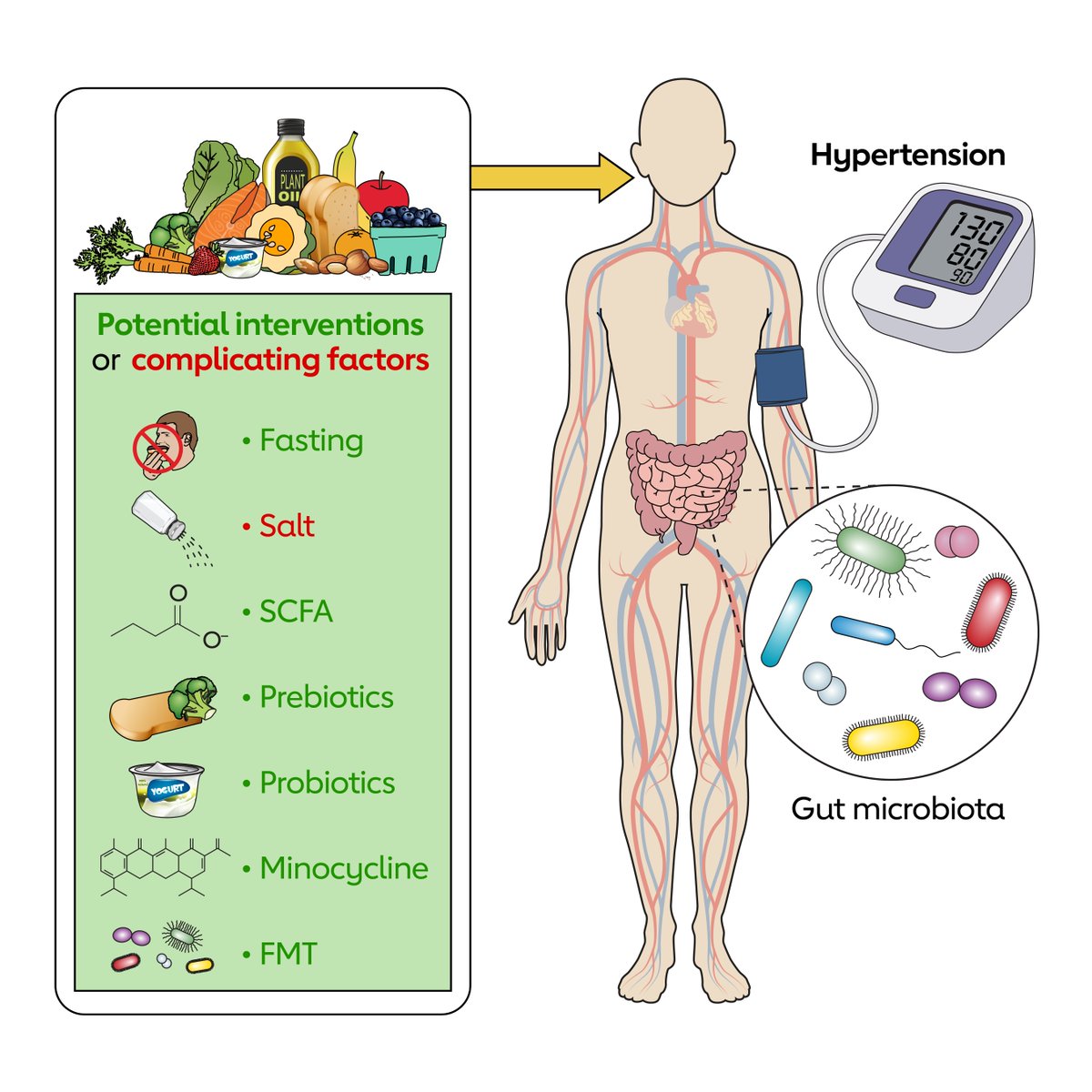 Published today, Hypertension and the Gut Microbiome: A Science Advisory From the American Heart Association

Recent advances in gut microbiome and hypertension research suggest a novel therapeutic opportunity: targeting the gut microbiome to control blood pressure.

✍🏼