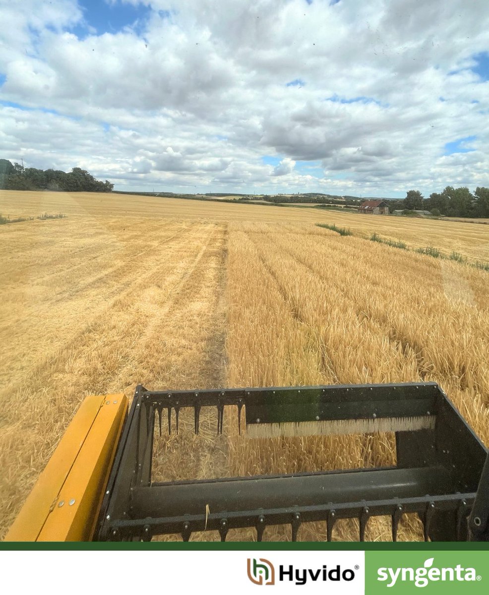 Harvest has been plenty early this year, and last week saw us in the Sampo cutting HYVIDO® hybrid barley trial plots in Abington, Cambridgeshire.  These trials explore variety performance as well as exciting new plant protection products.

Its fair to say that the dry weather