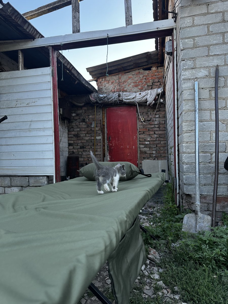 dzygaspaw's tweet image. We got the best photo report of July from @dim0kq!
We delivered a folding bed with a mattress and pillow for better sleep in a dugout (as far as possible). Just look at this furry, tough warrior!
The cost of the delivered equipment is $101.