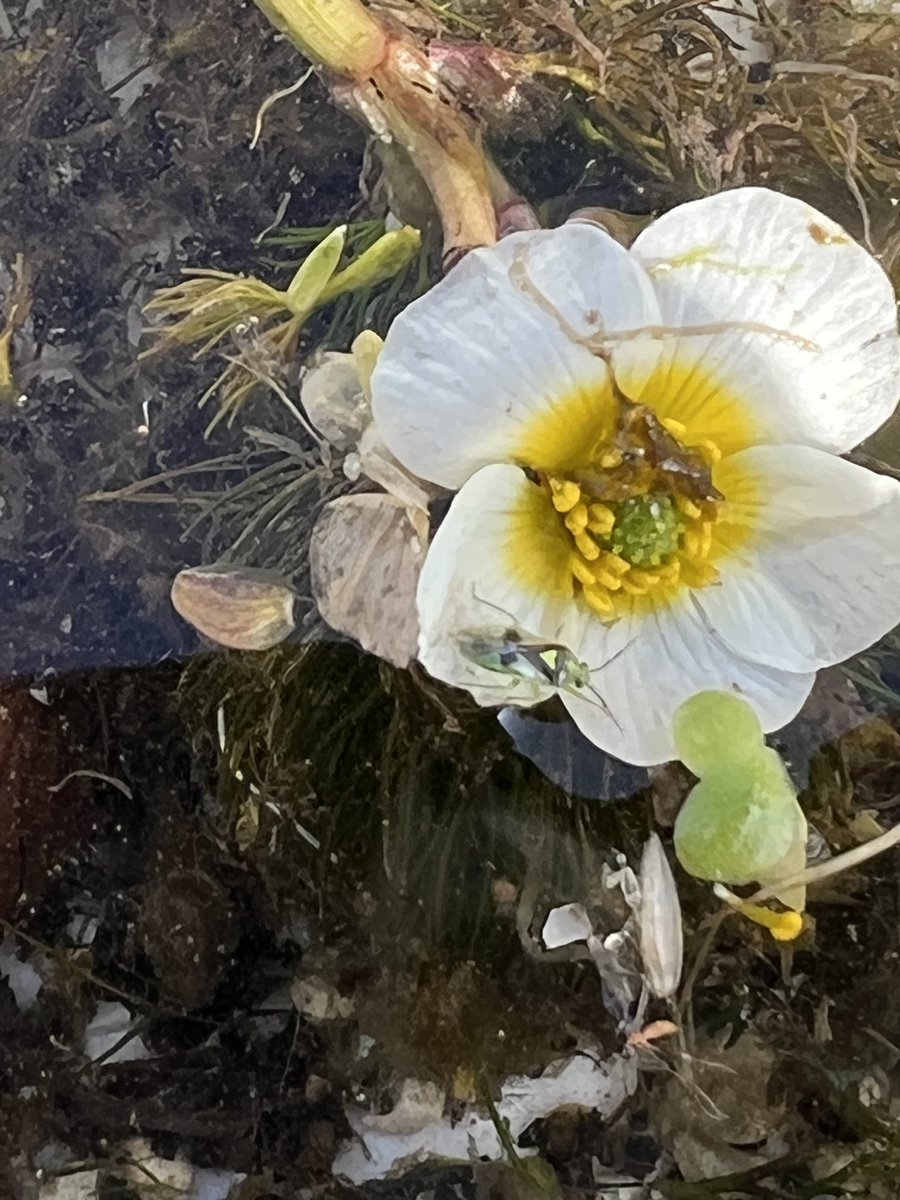 PJennings88's tweet image. Out @Riverflies monitoring on Foston Beck East Yorkshire. Good numbers of Blue Winged Olives and various beetles. @Buzz_dont_tweet @bugsymac1