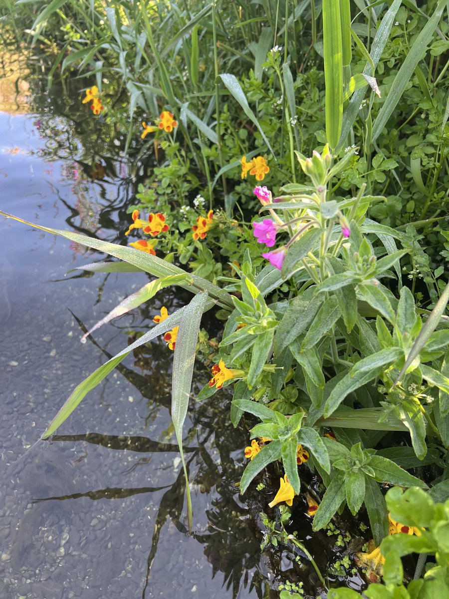 PJennings88's tweet image. Out @Riverflies monitoring on Foston Beck East Yorkshire. Good numbers of Blue Winged Olives and various beetles. @Buzz_dont_tweet @bugsymac1