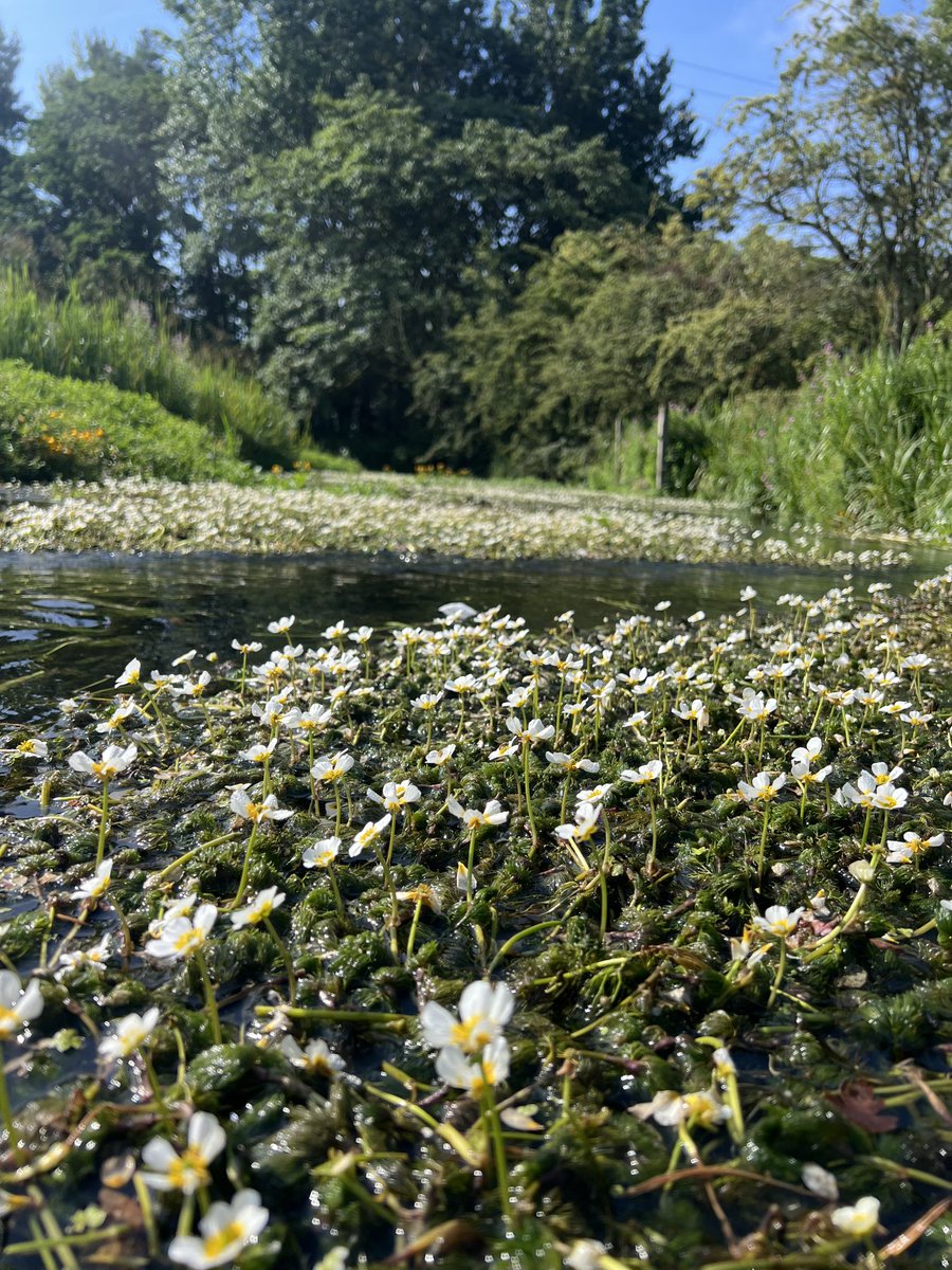 PJennings88's tweet image. Out @Riverflies monitoring on Foston Beck East Yorkshire. Good numbers of Blue Winged Olives and various beetles. @Buzz_dont_tweet @bugsymac1