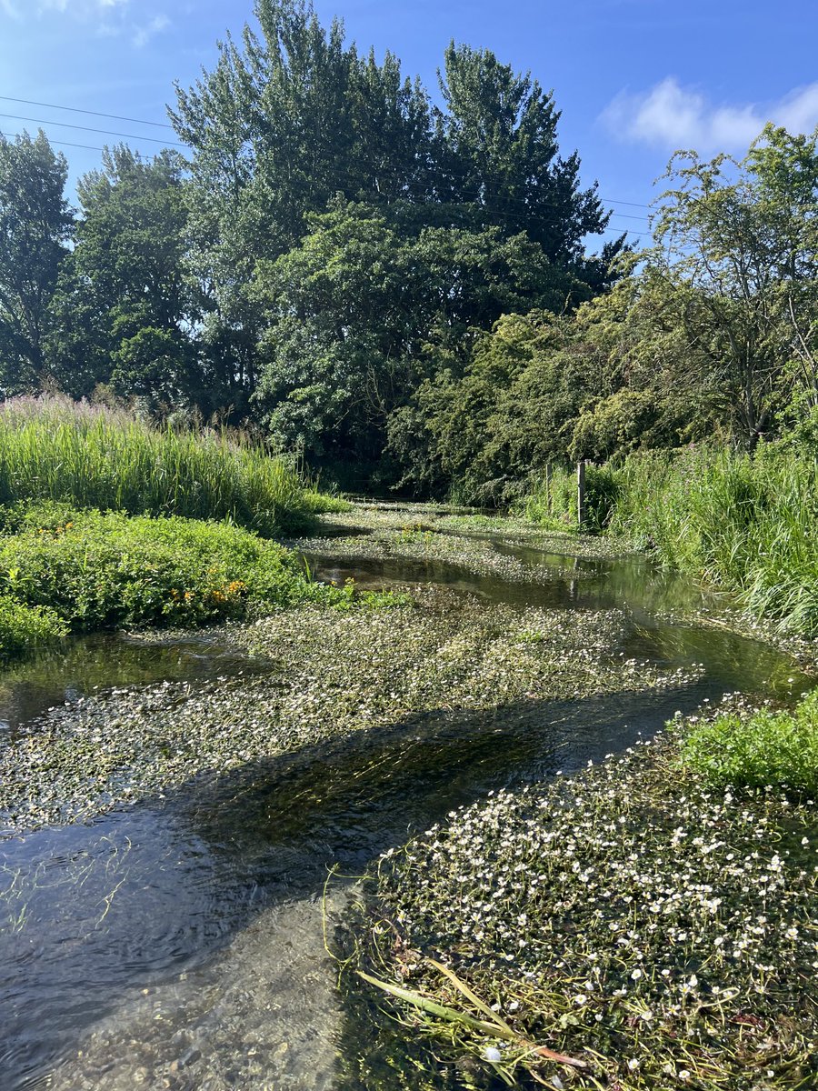 PJennings88's tweet image. Out @Riverflies monitoring on Foston Beck East Yorkshire. Good numbers of Blue Winged Olives and various beetles. @Buzz_dont_tweet @bugsymac1