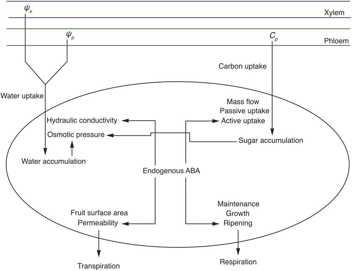 qpb_journal's tweet image. 🚨New Article🚨
"An integrative process-based model of fruit growth as a function of carbon and water fluxes modulated by endogenous abscisic acid in blueberry fruit"
By Sun Woo Chung et al. @UW
#ABA #biophysicalmodel #climatechange #phytohormone
👉cambridge.org/core/journals/…