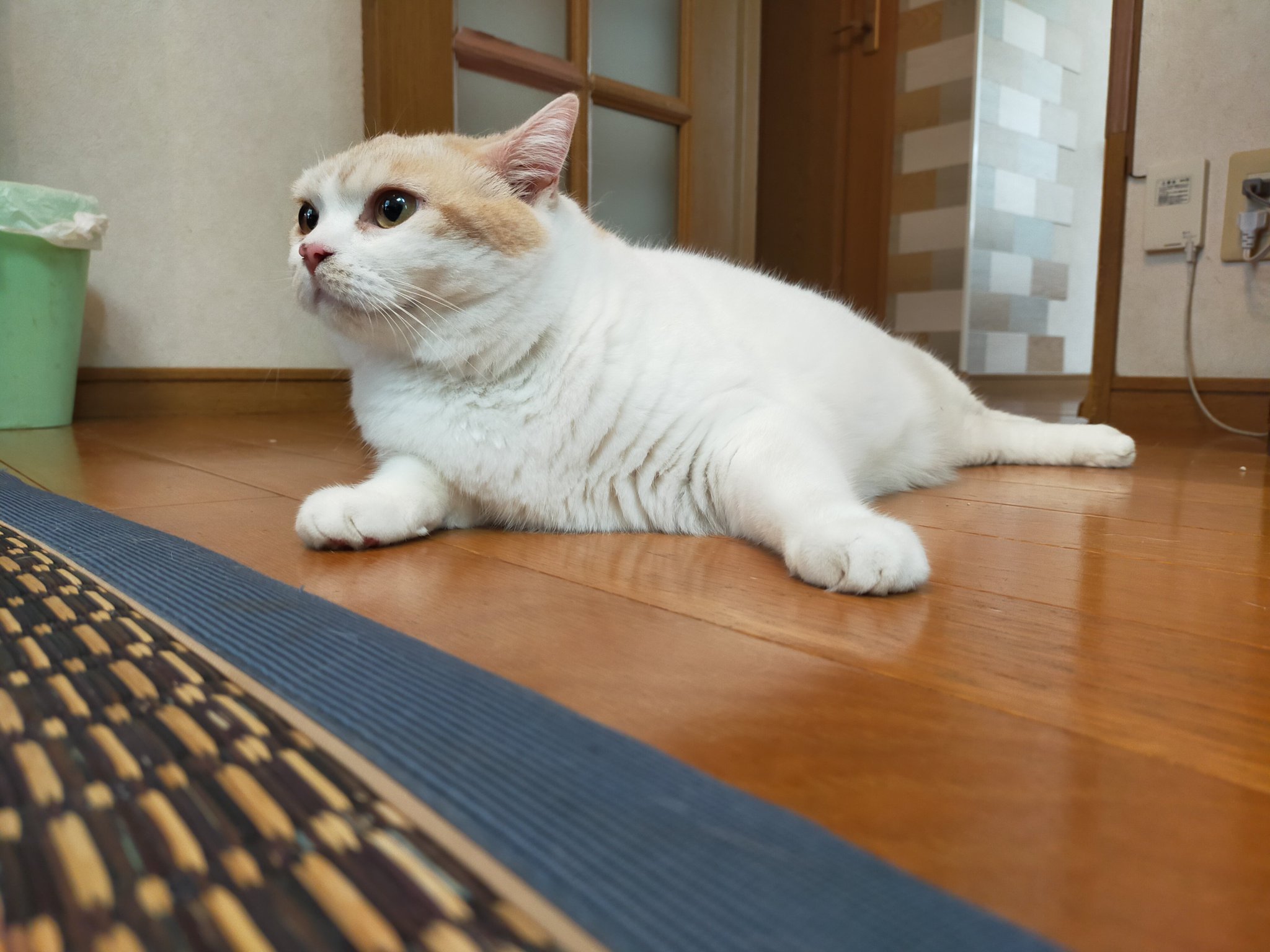 猫Hoshitam☆SS まさまさ(猫) on X: 