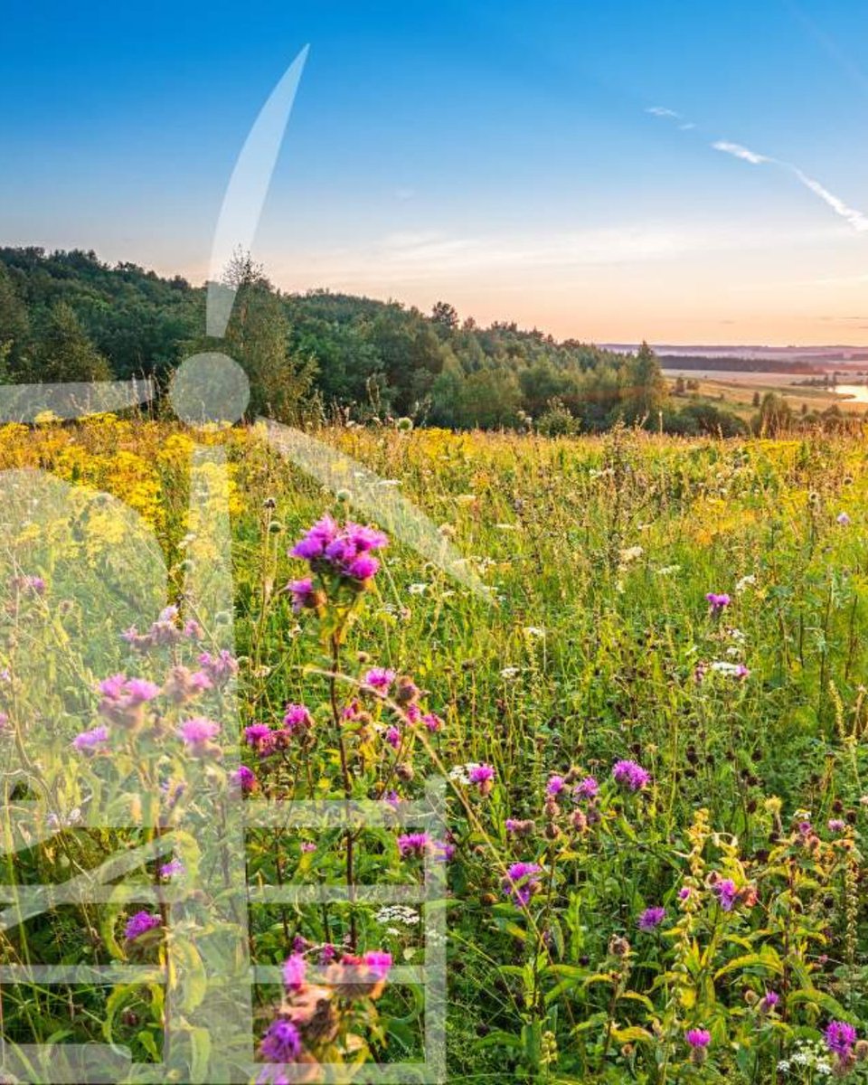 #CeresProperty is encouraging all landowners and stakeholders in  #Hertfordshire to take part in the Local Nature Recovery Strategy (#LNRS) consultation.

🔗 Find out more or share your thoughts via the short survey: loom.ly/G02a6Cs
