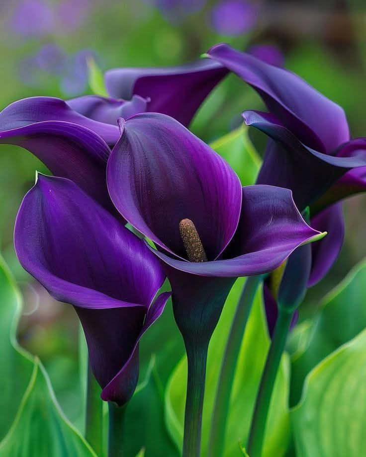 jaingurug's tweet image. #HappyDay #LoveIsland #photo #NatureBeauty #Flowers