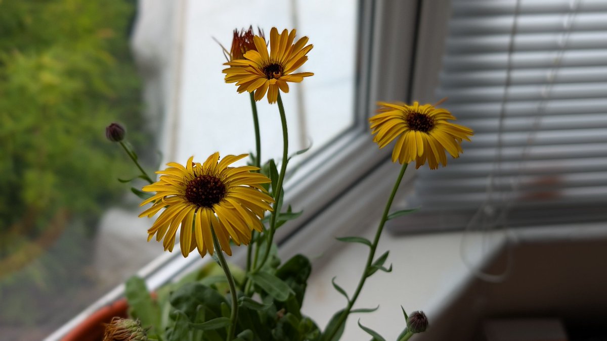 SMSheldrake's tweet image. For the first time I decided to grow something beautiful. I got calendula seeds, pot, soil & got to work.
I love the colour, the way it grows relentlessly like it's impersonating the trees outside.
It's nice to know what our hands & minds can create & put back into the world.