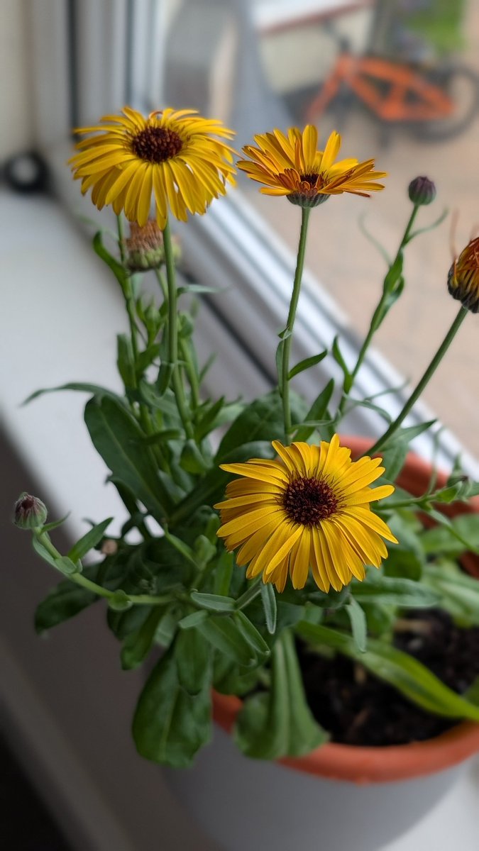 SMSheldrake's tweet image. For the first time I decided to grow something beautiful. I got calendula seeds, pot, soil & got to work.
I love the colour, the way it grows relentlessly like it's impersonating the trees outside.
It's nice to know what our hands & minds can create & put back into the world.