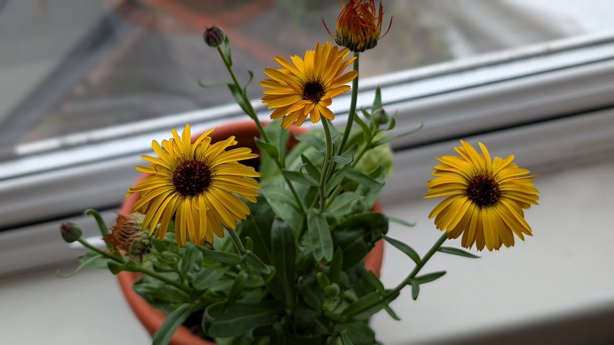 SMSheldrake's tweet image. For the first time I decided to grow something beautiful. I got calendula seeds, pot, soil & got to work.
I love the colour, the way it grows relentlessly like it's impersonating the trees outside.
It's nice to know what our hands & minds can create & put back into the world.