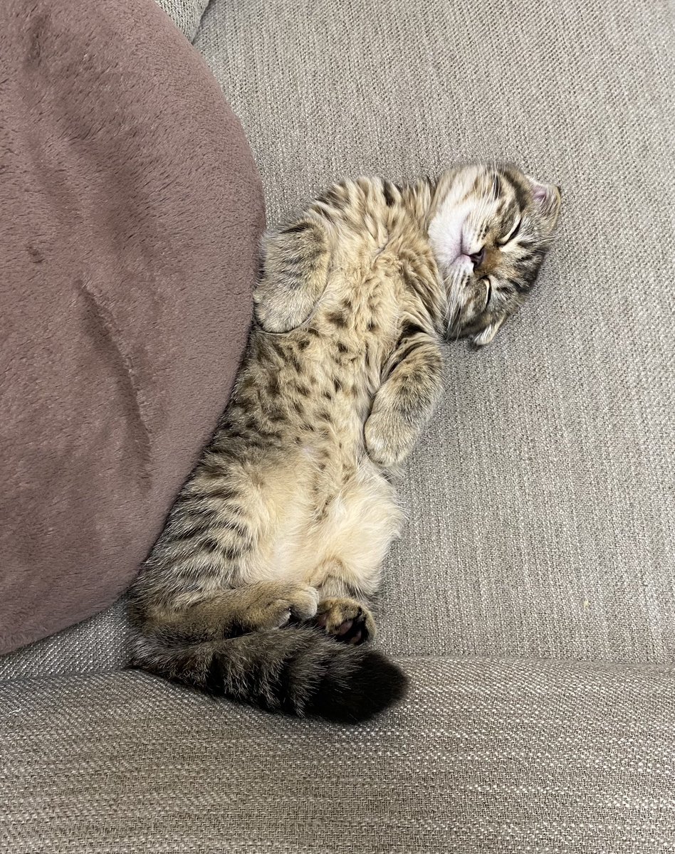 matsutake_cat's tweet image. 子猫時代から寝相が全く変わらない まつたけ