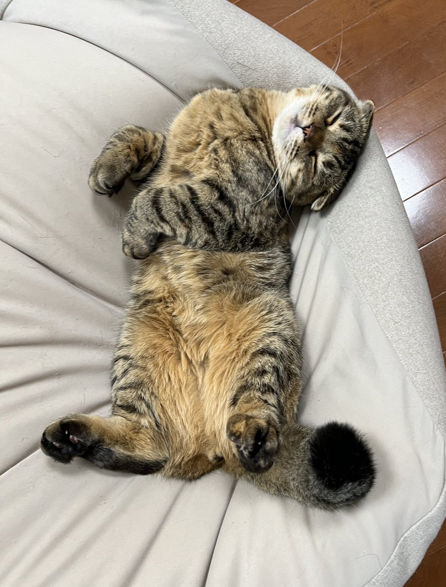matsutake_cat's tweet image. 子猫時代から寝相が全く変わらない まつたけ
