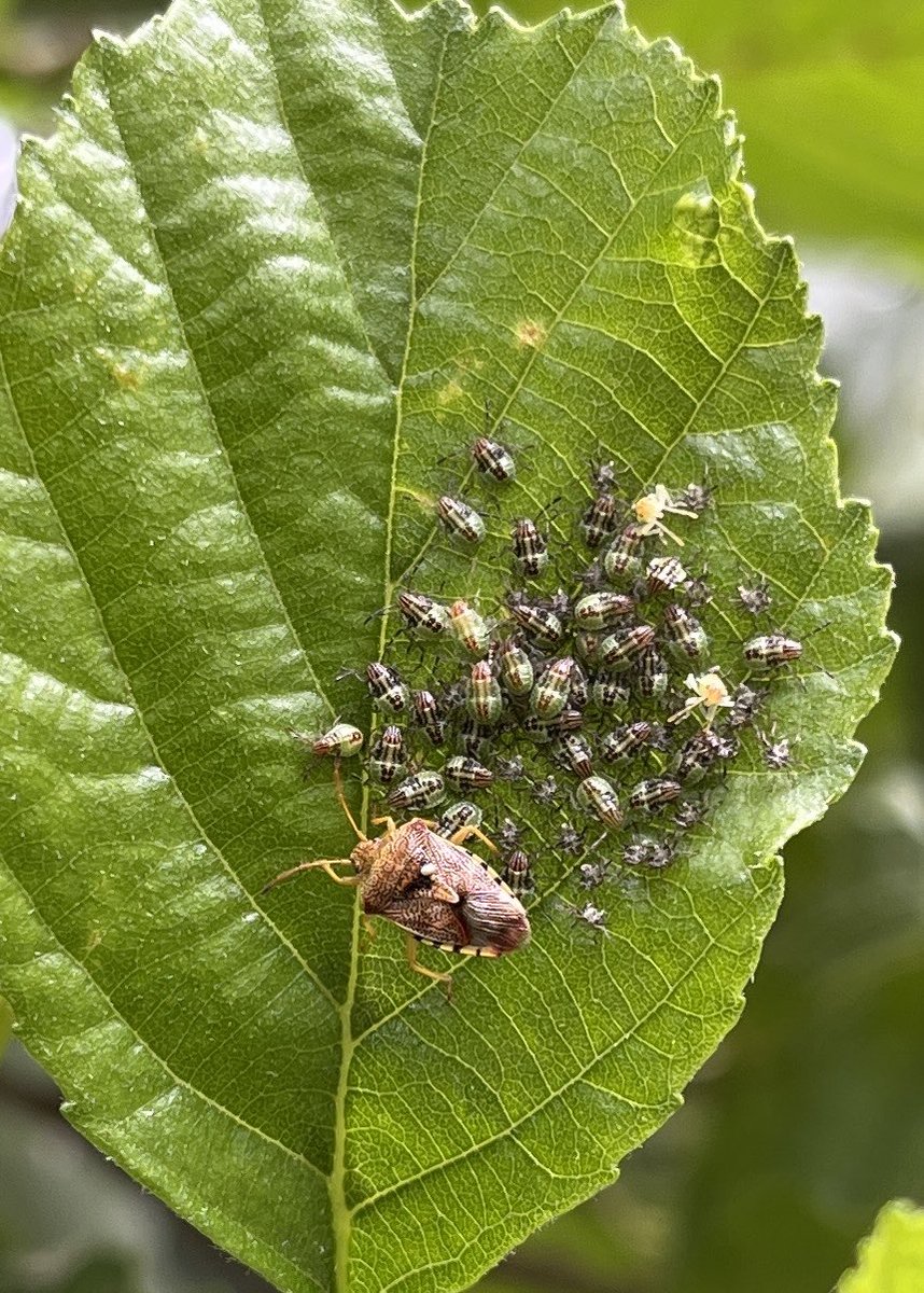 Ian Bennell (@ianbennell75) on Twitter photo A new insect for me today with this Parent Bug (Elasmucha grisea) on an Alder leaf in Oxhey Park. <a href="/SJBKnott/">Simon Knott</a> A new insect for me today with this Parent Bug (Elasmucha grisea) on an Alder leaf in Oxhey Park. <a href="/SJBKnott/">Simon Knott</a>