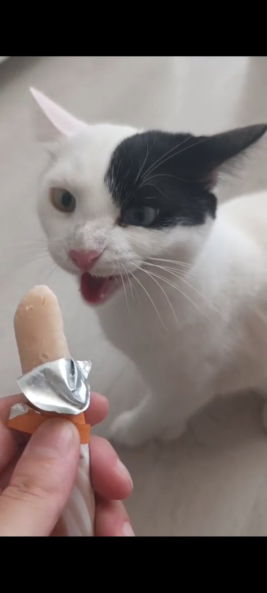 biraz serinletir diye ödül mamalarını dondurdum. ısırarak yiyemiyor diye sinir krizi geçirip mamaya tıslıyor hsudnrhsjfbsıd