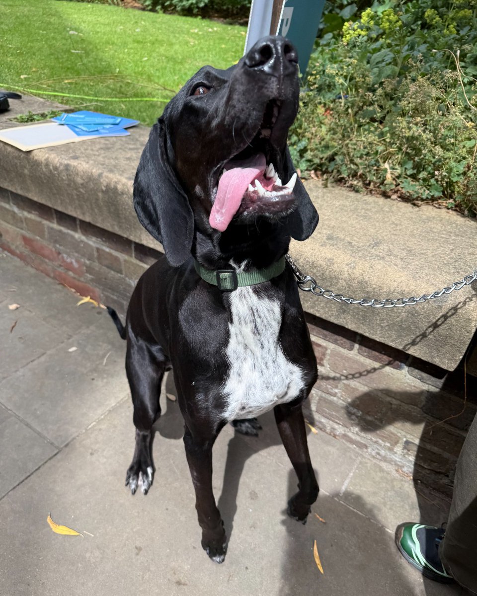 UniofNewcastle's tweet image. Who doesn't love our annual Grad Dogs post?! 🤩
We love seeing your four-legged family members coming to join you at congregations. The pawfect addition to the celebrations! 🐶
#NCLGrad #WeAreNCL