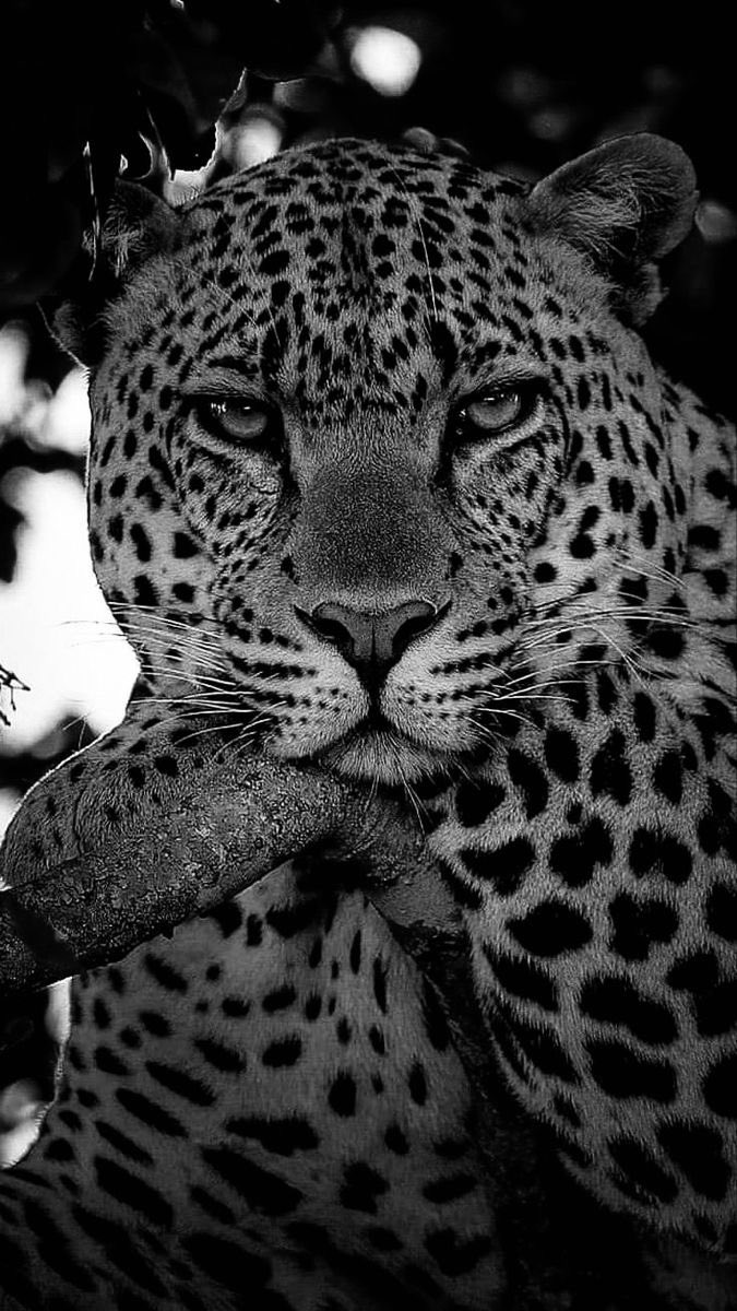 REX (@rexchillect) on Twitter photo 