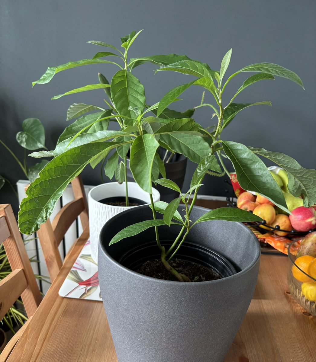 NoniSturge's tweet image. My Avocado plants. Attempted so many times and different methods but at last I did it. Not sure I’ll ever get to see the fruit in my lifetime but I’m happy to get it this far🪴🥑
Have a beautiful day everyone. Lots of smiles ☺️
#avocado #fruit #plant #gyo #gardening