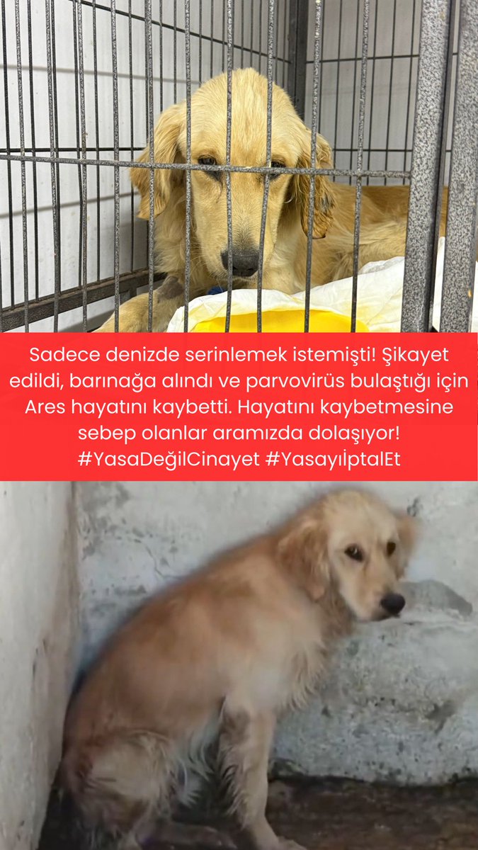 Ares sadece denizde serinlemek istemişti. Kimseye bir zararı yoktu. Şikayet edildi, barınağa alındı ve o müthiş (!) barınak koşullarında parvovirüs kaptı. Ares şu an yeni yuvasında değil, hayatını kaybetti. Daha fazla Ares’i kaybetmemek için #YasayıİptalEt #YasaDeğilCinayet