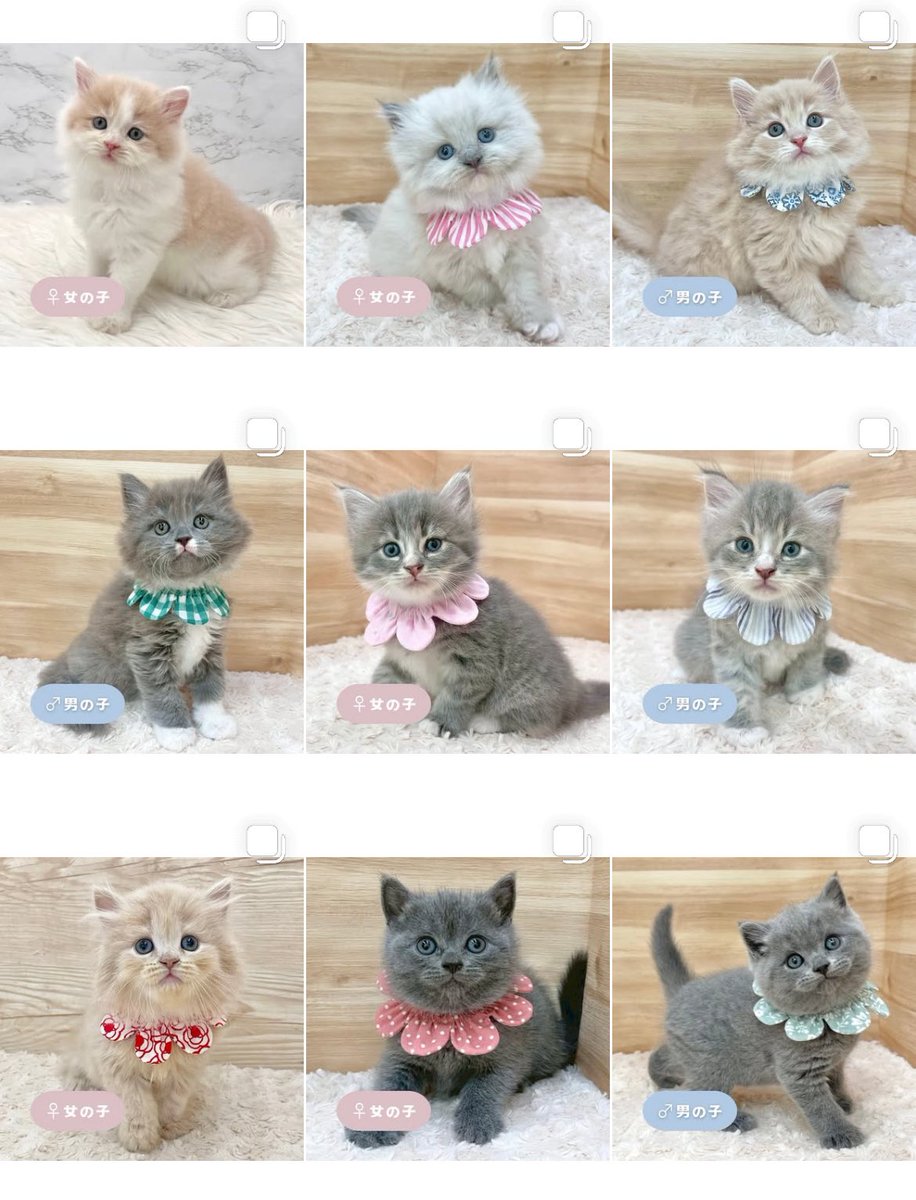ð«§ æç¥ã®ç«ã¡ããå°éïŸïŸïŸïœ°ïŸïŸïœ° ð«§ (æ ª)LEGARE (@legaremeow) on Twitter photo ããã«ã¡ã¯ð§ïž
ã
€
â«ïžInstagramïŒåç«ã¡ããäžèЧïŒ
â«ïžã¿ããªã®åç«ããªãŒããŒ
ã
€
æŽæ°ããŸããâ
ã
€
ãããããããã£ãŒã«ã®ãªã³ã¯ããã¢ã¯ã»ã¹ãã§ããŸãã®ã§ïœ€ãã²ã確èªãã ããð±ð¿
#ç«å¥œããããšç¹ãããã
#ç« #ãã
#ç«ã®ããæ®ãã ããã«ã¡ã¯ð§ïž
ã
€
â«ïžInstagramïŒåç«ã¡ããäžèЧïŒ
â«ïžã¿ããªã®åç«ããªãŒããŒ
ã
€
æŽæ°ããŸããâ
ã
€
ãããããããã£ãŒã«ã®ãªã³ã¯ããã¢ã¯ã»ã¹ãã§ããŸãã®ã§ïœ€ãã²ã確èªãã ããð±ð¿
#ç«å¥œããããšç¹ãããã
#ç« #ãã
#ç«ã®ããæ®ãã