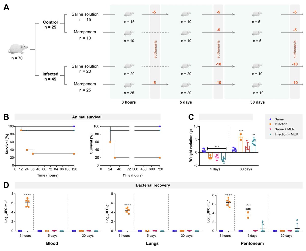 delafuentelab's tweet image. New paper in @npjAMR @NaturePortfolio: a single course of meropenem leaves scars—mice stay in gut dysbiosis 30 days after clearing E. coli. A cautionary tale about the microbiome costs of antibiotics. 🦠
nature.com/articles/s4425…