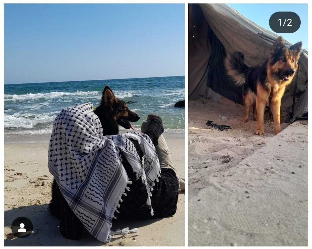 DidoEL22's tweet photo. العالم الغربي الجميل

#IsraelIsTerroristEntity
#StopSupportIsrael https://t.co/KQWqywM0XE