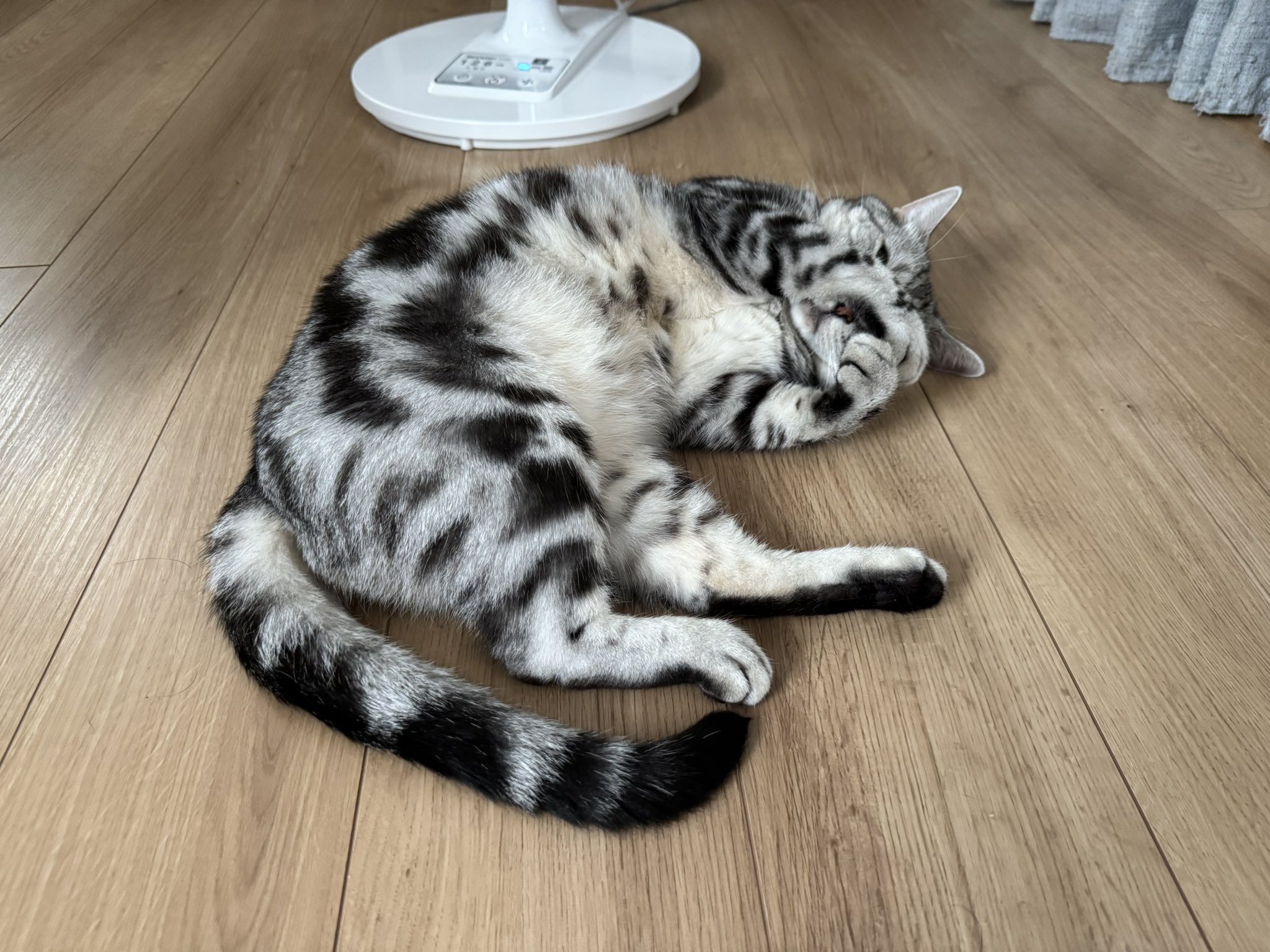 猫 レイ on X: 