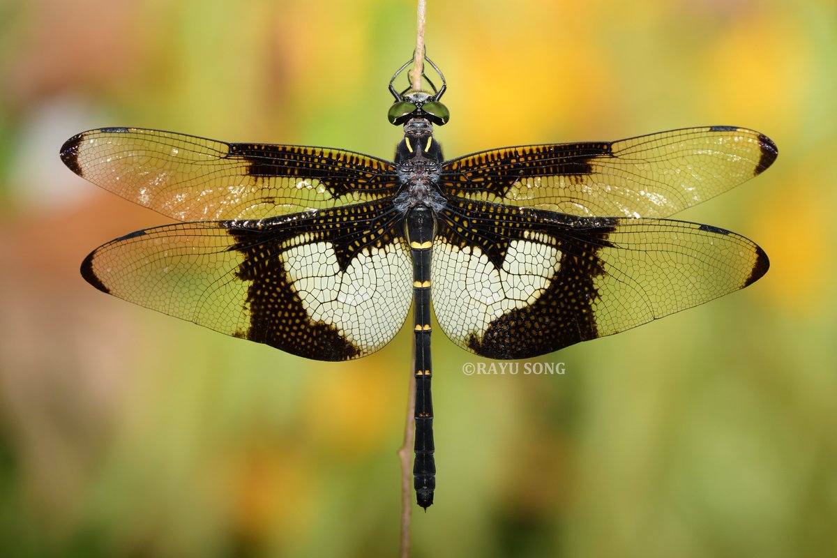 2025·华西南五月。
蝴蝶裂唇蜓Chlorogomphus papilio，雌性。
组图展示不同个体之间的翅斑差异。