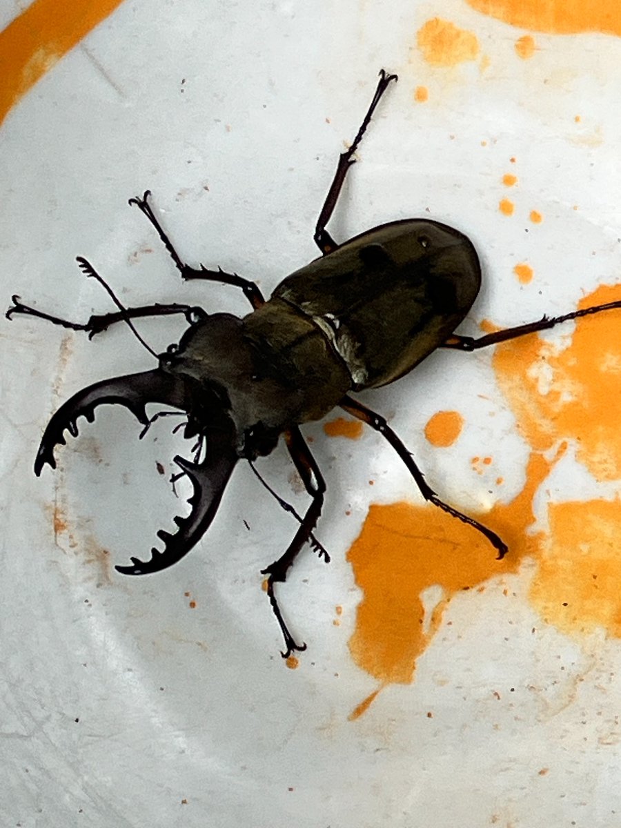 桃栗3年柿8年が同時に今年の秋に来るといいなぁ、10センチのクワガタがいた。岐阜県瑞浪市のゲストハウスにて