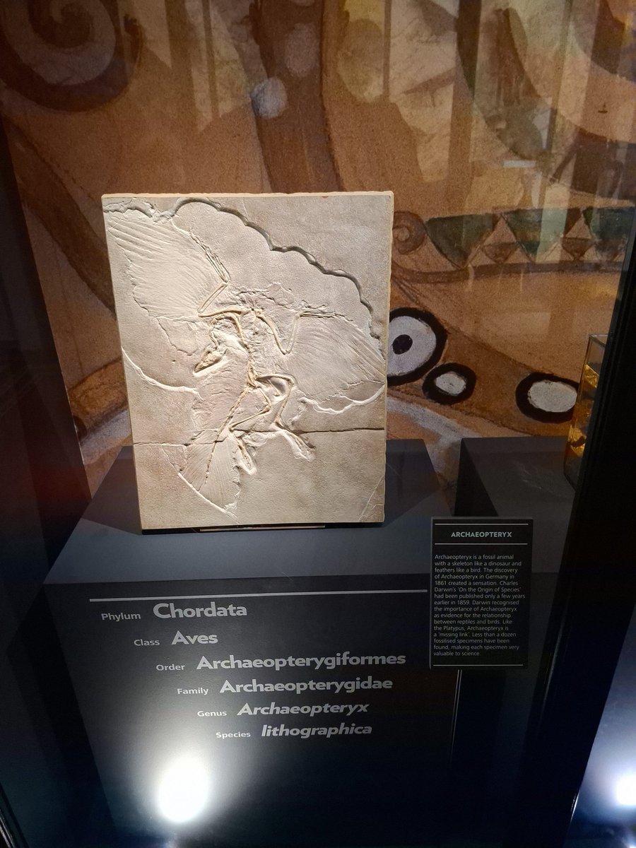 Enrichment Day 4 Manchester Museum. Just found the archaeopteryx.
