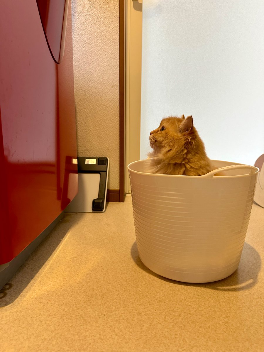 NEKOLAND13's tweet image. 帰ったら洗濯機前で待機中の猫いて和んだ