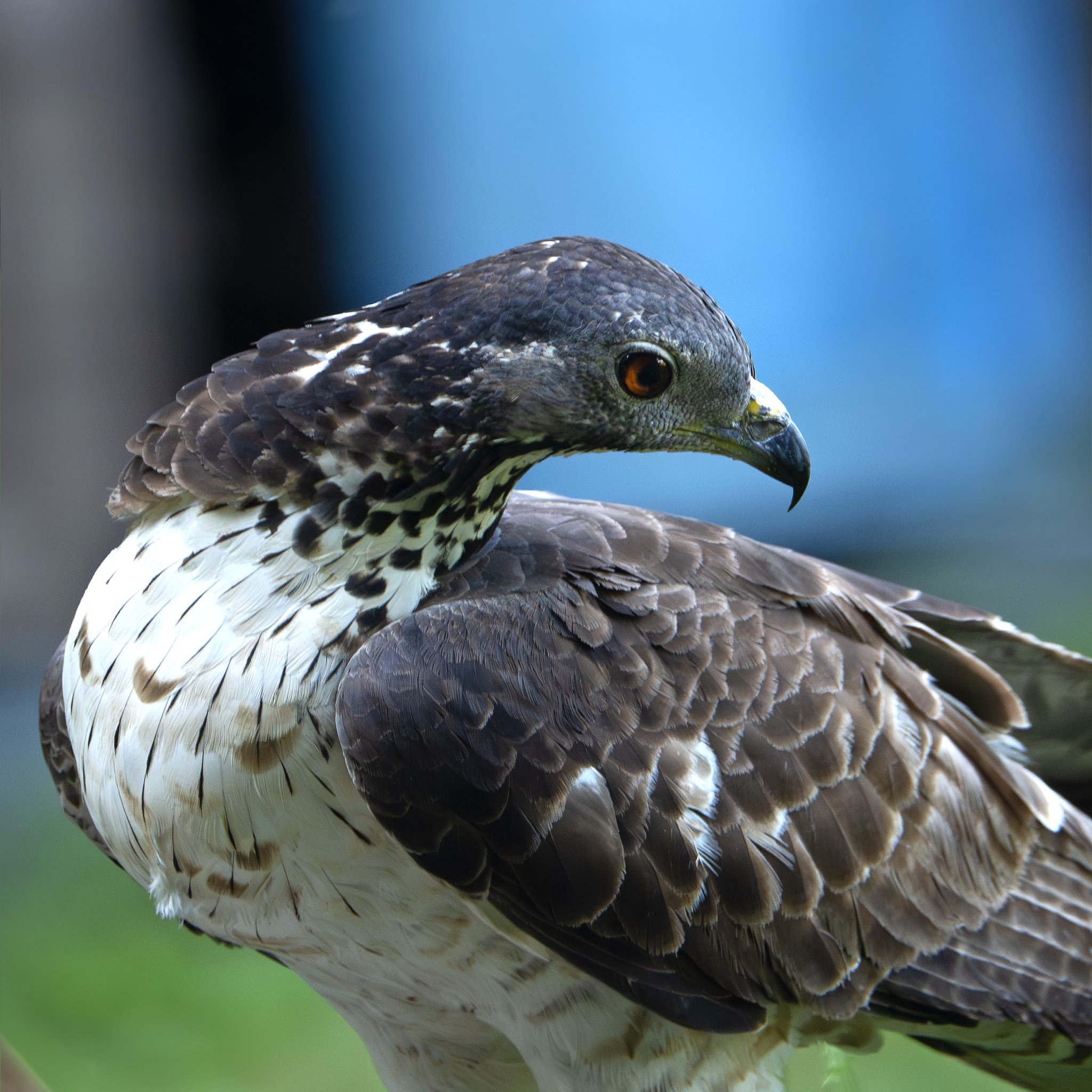 ハミクマ DSC_2789.jpg?v=1645399013