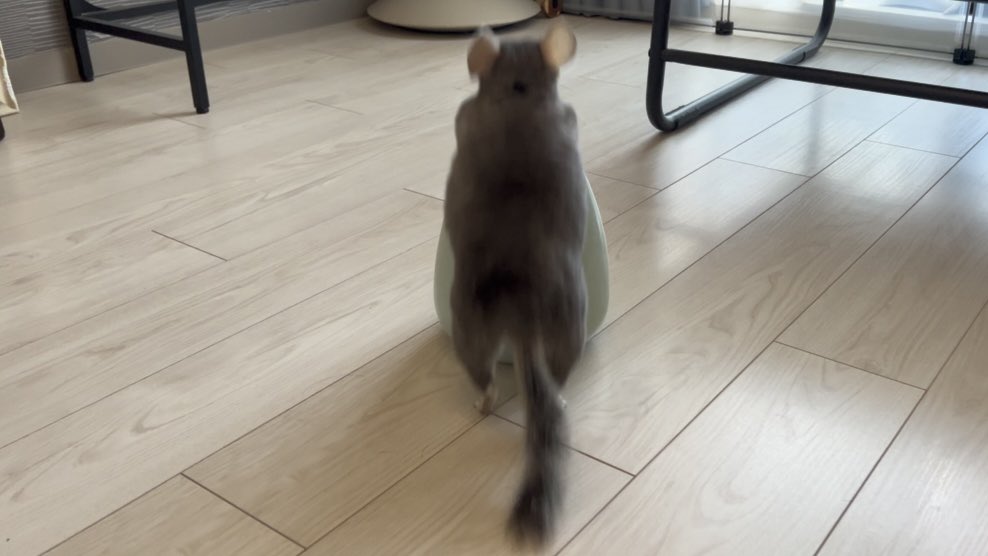 peperon0903's tweet image. ムキムキチンチラ